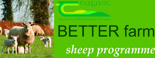 BETTER Farm Sheep