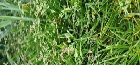 Annual Meadow Grass