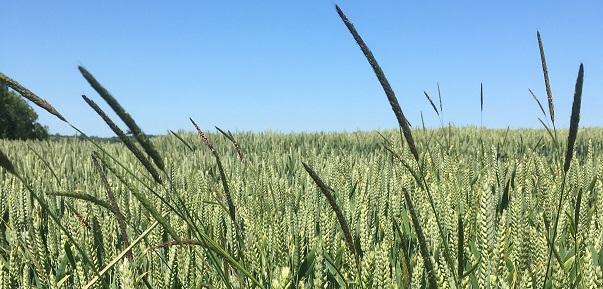 Blackgrass