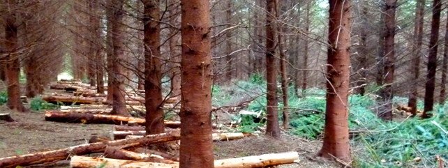 Forestry
