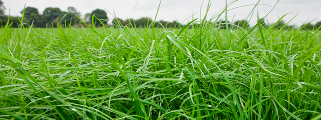 Grassland