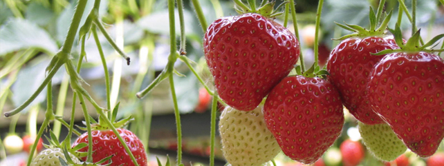 Horticulture 