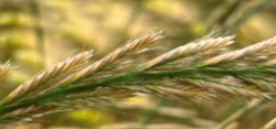 Italian Ryegrass