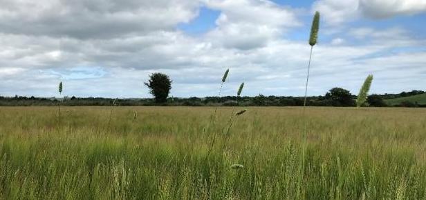 Lesser Canary Grass