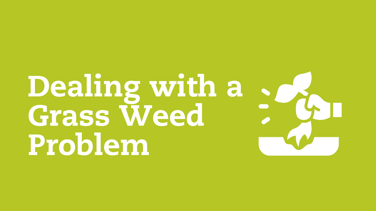Dealing with a Grass Weed Problem