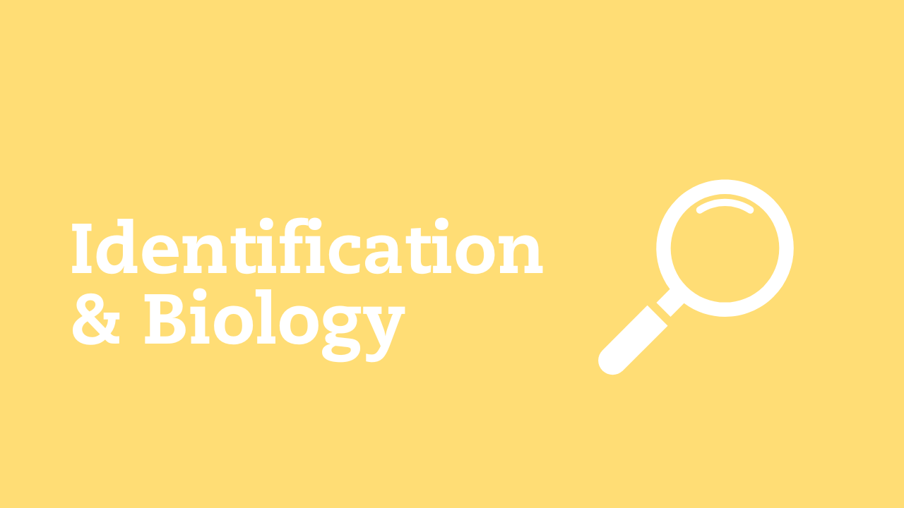 Identification & Biology