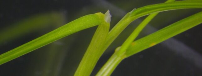 Rats Tail Fescue