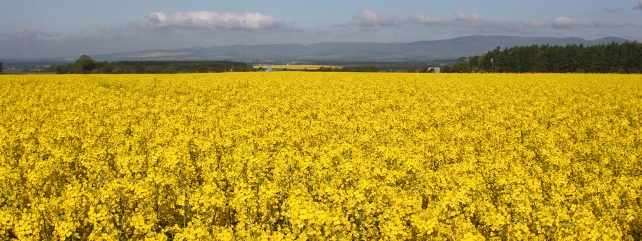Break Crops