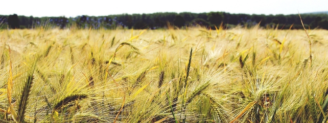 Tillage Courses