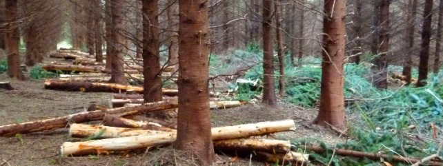 Timber Harvesting