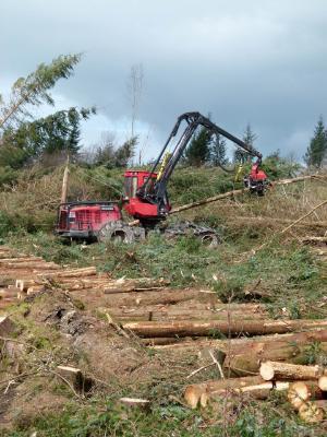 forest harvesting machine in windblow