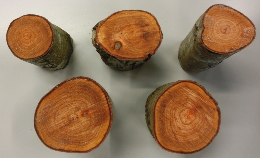 Example samples of alder second thinnings