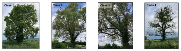 Photos of ash trees Class 1: 100-75% of the crown remains green and healthy Class 2: 