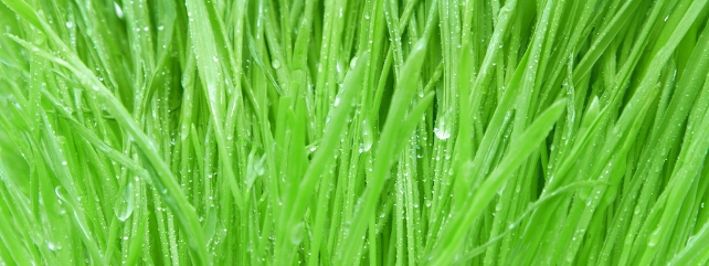 Grassland Management