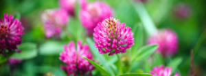 The Benefits of Red Clover