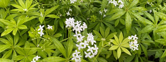 Plants on display at Teagasc Stand