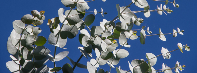 Cut Foliage