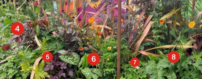 Warm bronze & purple toned foliage continues with Persicaria ‘Red Dragon’ (4) & Heuchera ‘Midnight Rose’ (5) , contrasted by lush Pulmonaria (6), Tiarella (7) & Acanthus hungaricus (8)