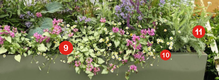 Lamium 'Pink Chablis' (9) & Erigeron karvinskianus (10) offer a delicate combination, complimented by cool toned foliage including Achillea ‘Moonshine’ (11).