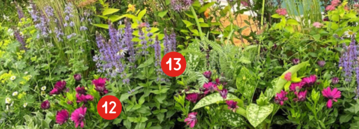 Pops of colour from Osteospermum Cape Daisy ‘Maseru’ (12) & Salvia nemorosa ‘Ostfriesland’ (13) are accented against vibrant foliage.
