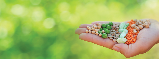 Plant Protein