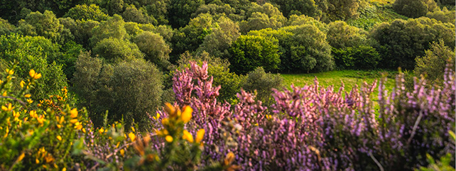Valuing our Native Flora and Fauna