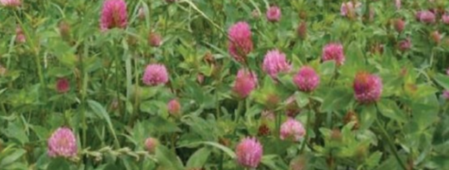 Red Clover