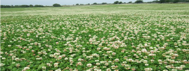 White Clover