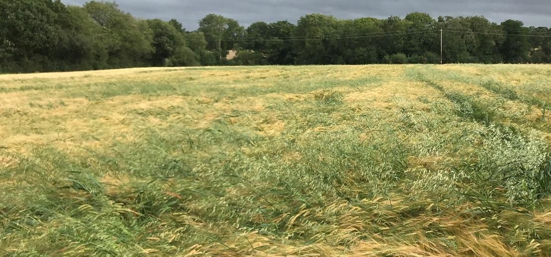 Wild Oats
