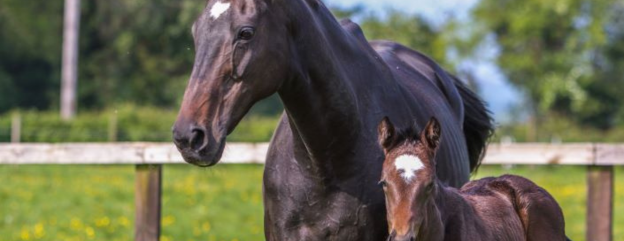 Equine Courses