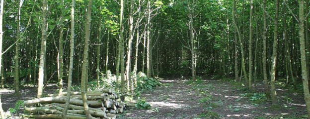 Forestry Courses