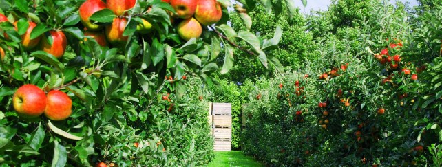 Horticulture Courses