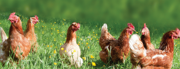 Poultry Courses