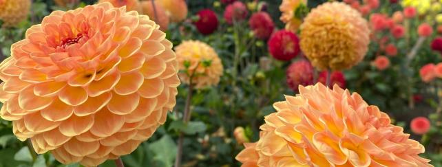 Level 6 Advanced Certificate in Horticulture