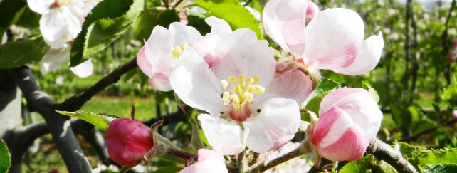 Level 6 Advanced Certificate in Horticulture

