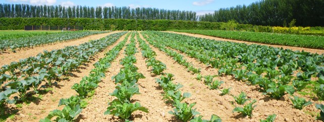 Level 7 Bachelor of Science in Horticulture 
