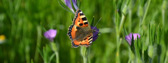 Biodiversity & Countryside