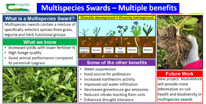 Soil function and multispecies swards