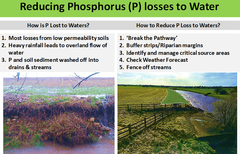 P losses to water