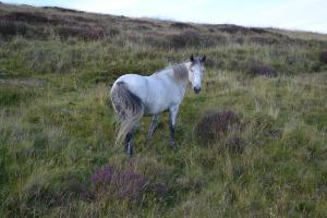 Bell Heather