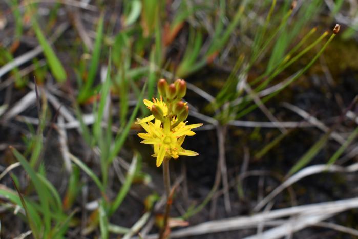 Bog asphodel