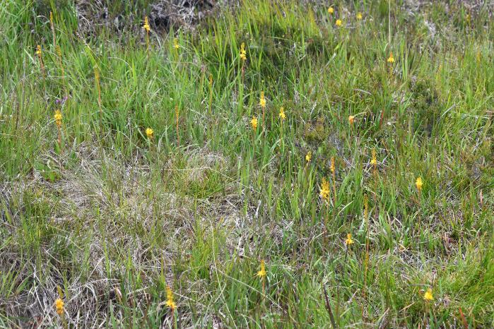 Bog asphodel habitat