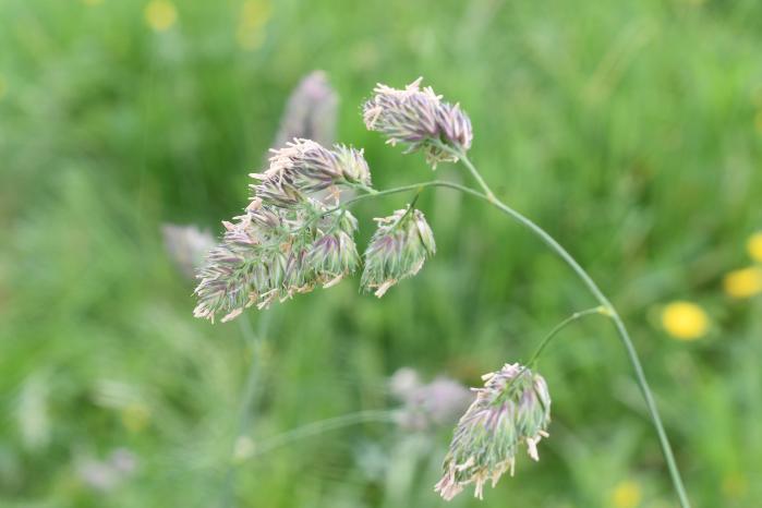 Cock’s foot seed heads