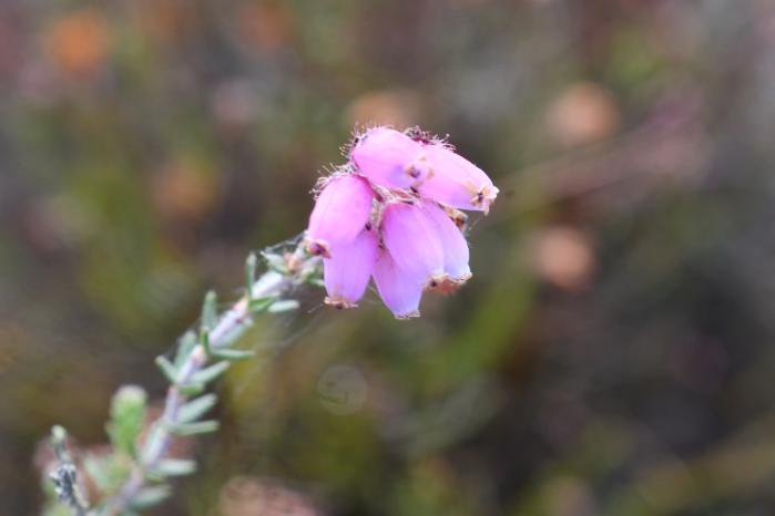 Cross-leaved Heath