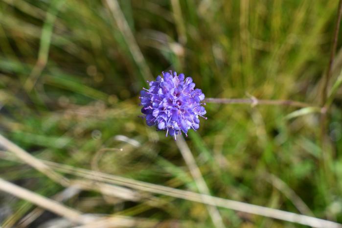 Devil’s Bit Scabious Flower