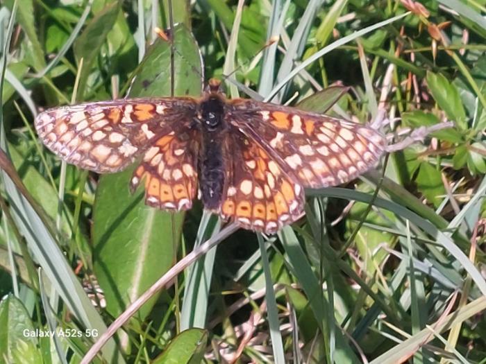 Devil’s bit scabious and marsh fritillary butterflies
