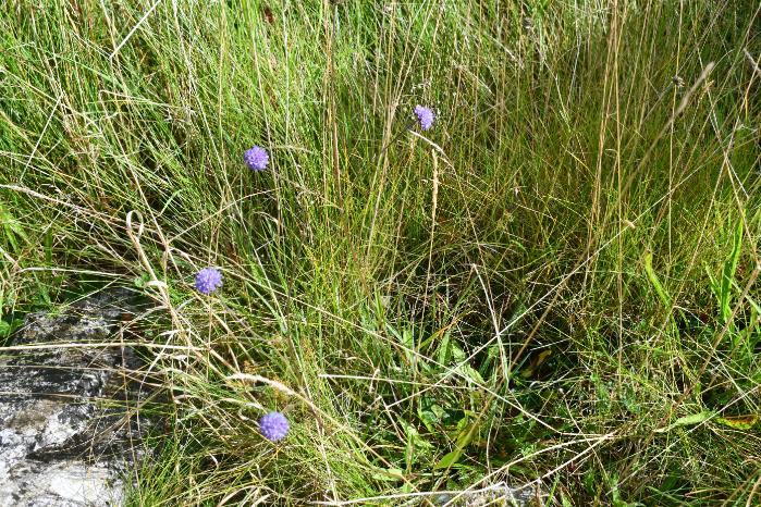 Devils bit scabious habitat
