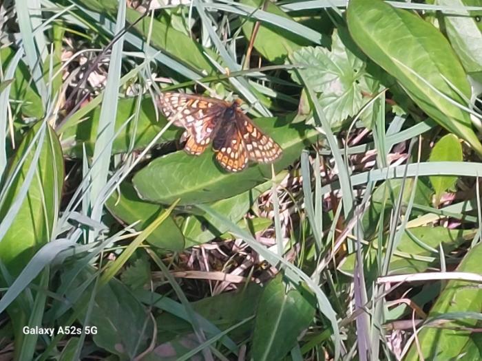 Devils bit scabious habitat and march fritillary butterfly