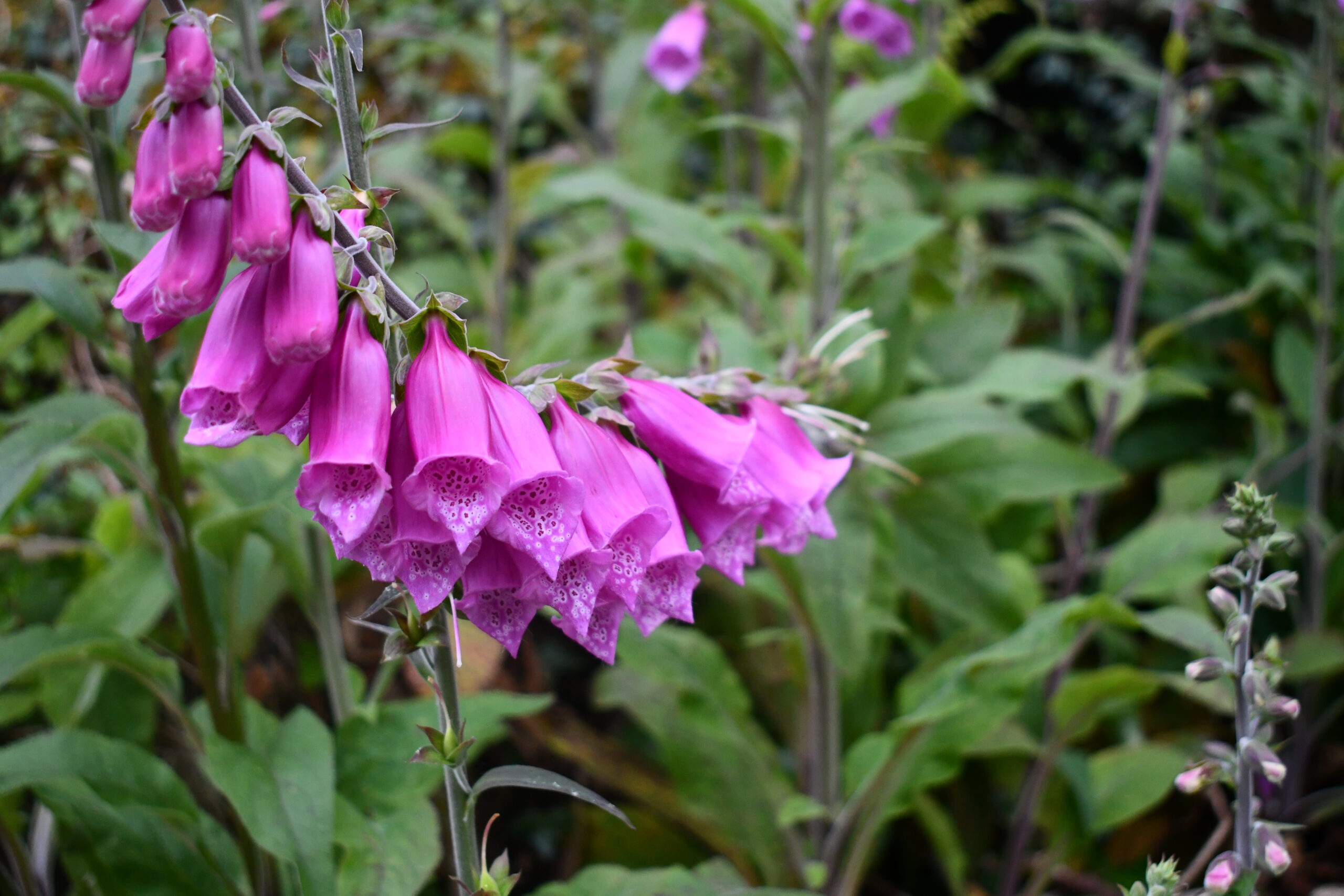 Foxgloves