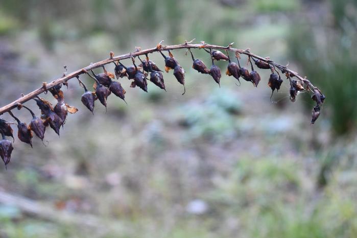 Foxglove Seedheads